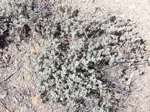 Shrubby Tiquilia