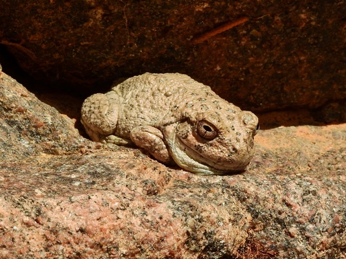 Canyon Tree Frog photographed in Colorado