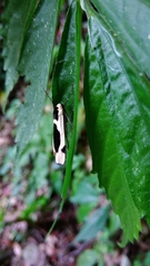 Thysanoptyx incurvata