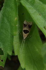 Deltoplastis commatopa