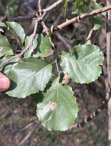 Brown Ironwood