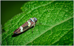 Macugonalia leucomelas