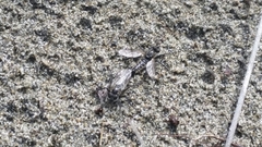Lasiopogon