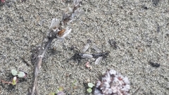 Lasiopogon