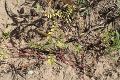 Astragalus leptocarpus