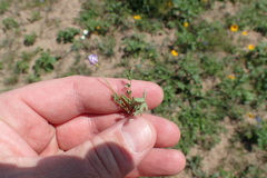 Astragalus leptocarpus