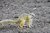 Smith's Bush Squirrel - Photo (c) Justin Ponder, some rights reserved (CC BY), uploaded by Justin Ponder