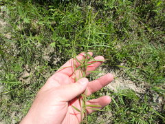 Euthamia gymnospermoides