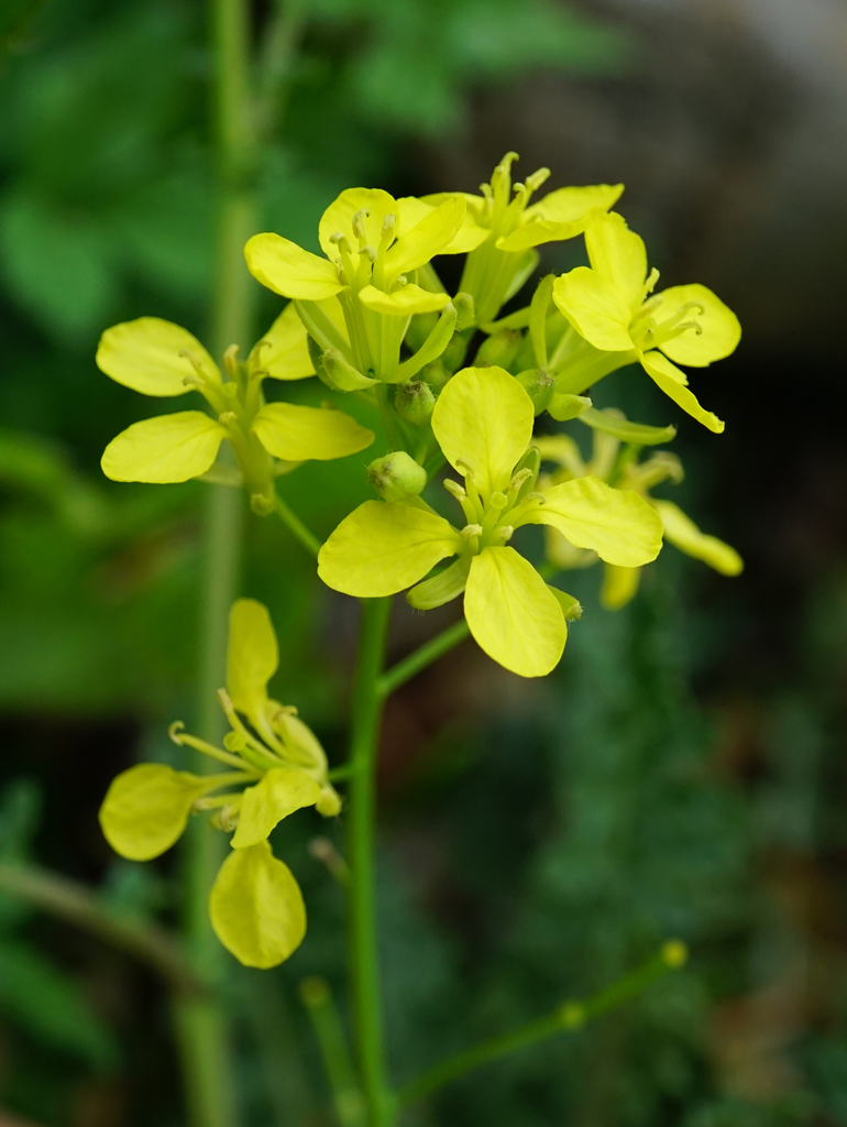 Watercress-leaved Rocket