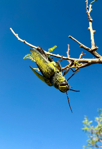 Gyascutus caelatus