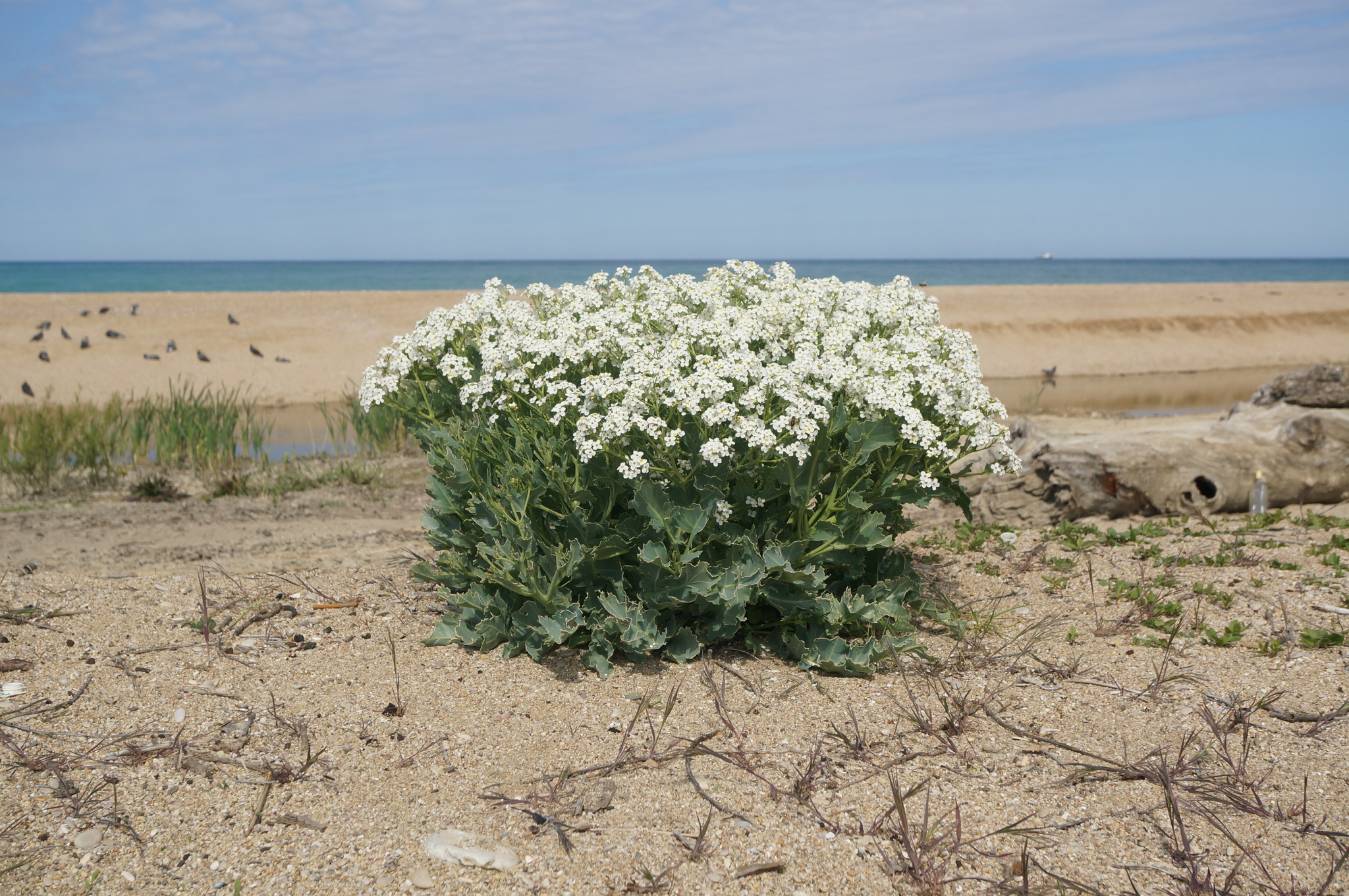 Crambe maritima