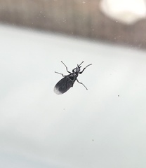 Dilophus febrilis