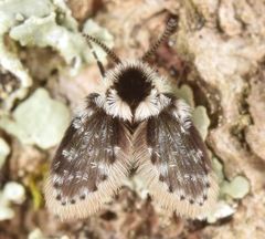 Lepiseodina conspicua