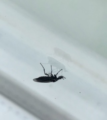 Dilophus febrilis
