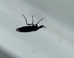 Dilophus febrilis