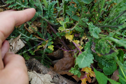 Image of Erucastrum nasturtiifolium by (c) Patrick Hacker, some rights reserved (CC BY)
