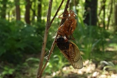 Magicicada septendecim