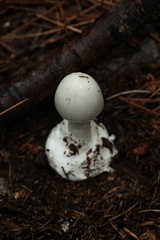 Amanita elliptosperma