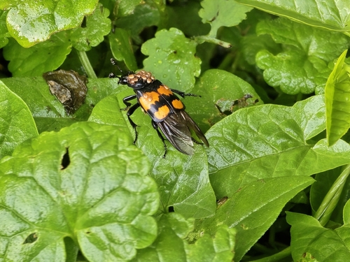 Lesser Vespillo Burying Beetle