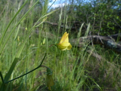Lathyrus annuus