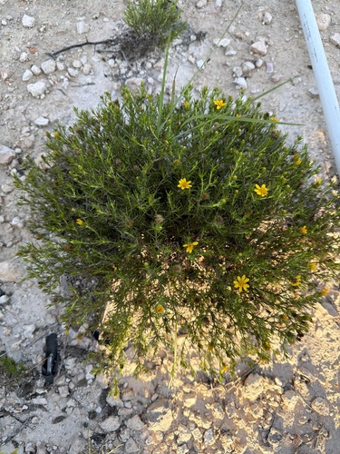 pricklyleaf dogweed