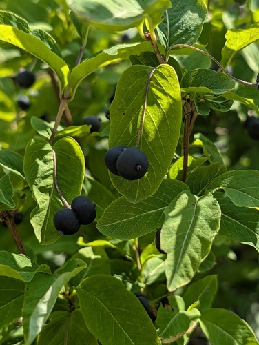 Lonicera nigra, photograph 5