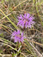 Monardella purpurea, photograph (c) Cricket Raspet, some rights reserved (CC BY)