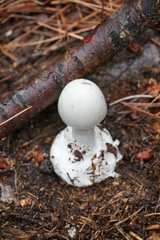 Amanita elliptosperma