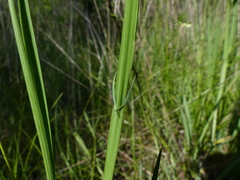 Lathyrus annuus