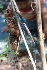 Magicicada septendecim