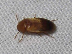 Anaspidinae