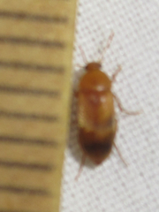 Anaspidinae