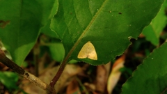 Anachrostis