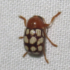 Cryptocephalus guttulatus