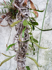 Microgramma mortoniana