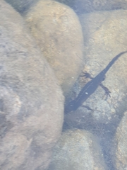 Ichthyosaura alpestris alpestris