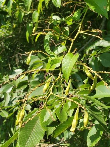 Brunnichia ovata, photograph 5