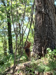 Magicicada septendecim