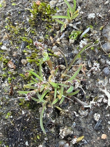 Phippsia algida, 2026-07-23