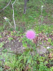 Cirsium carolinianum