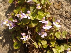 Cymbalaria muralis