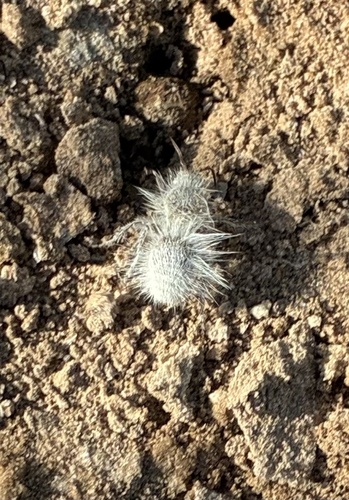 Thistledown Velvet Ant