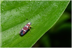 Erythrogonia odonsera