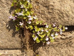 Cymbalaria muralis