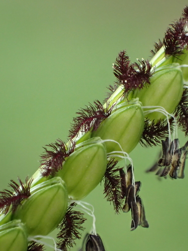 Image of Paspalum orbiculare by no rights reserved