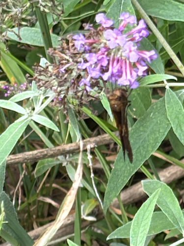 Silver-spotted Skipper