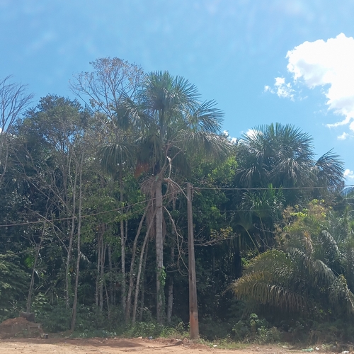 moriche palm