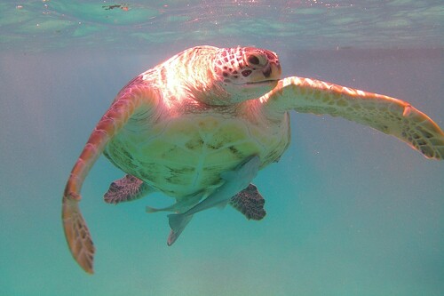 Green Sea Turtle
