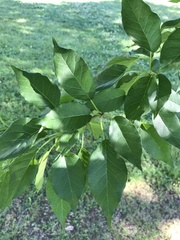 Maclura