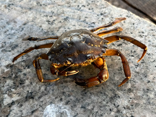 Mediterranean Green Crab